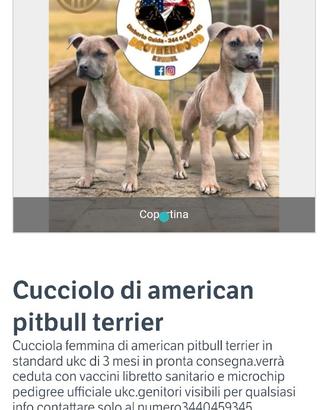 Cucciola di american pitbull terrier ukc