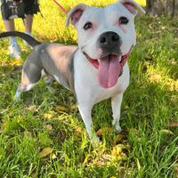 Pitbull femmina solo amanti della razza