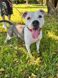 Pitbull femmina solo amanti della razza