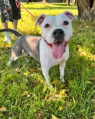 Pitbull femmina solo amanti della razza
