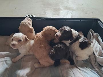 Cuccioli di lagotto romagnolo
