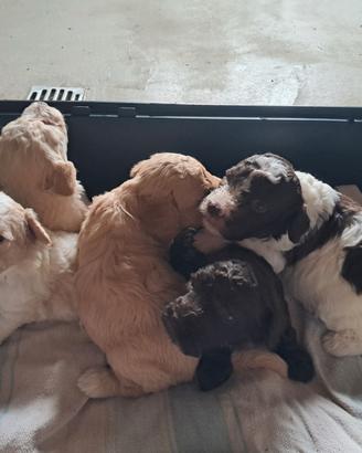 Cuccioli di lagotto romagnolo