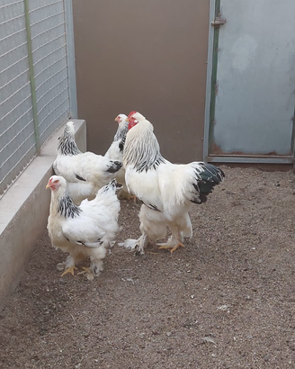 Brahma