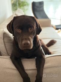 Labrador retriever chocolate per monta