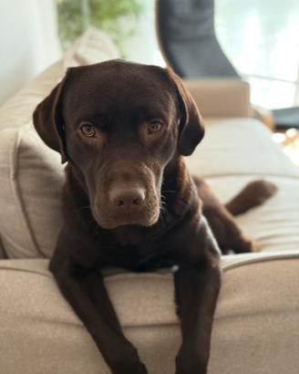 Labrador retriever chocolate per monta