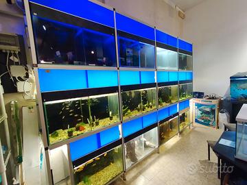 Batteria di acquari