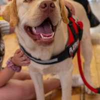 Disponibile per monta