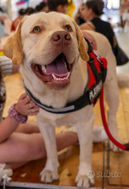 Disponibile per monta