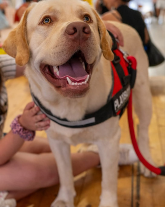 Disponibile per monta