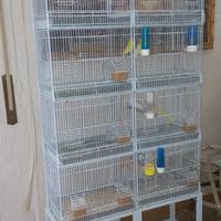 batteria di gabbie per uccelli