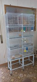 batteria di gabbie per uccelli