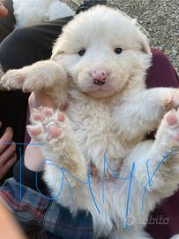 Cuccioli di pastore maremmano