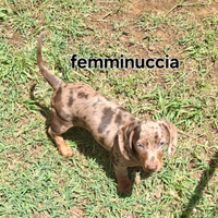 Cuccioli di bassotto