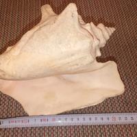 conchiglia enorme oceanica