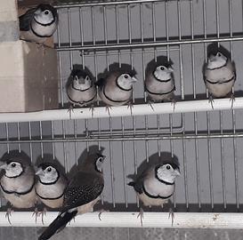 Diamanti di Bichenow