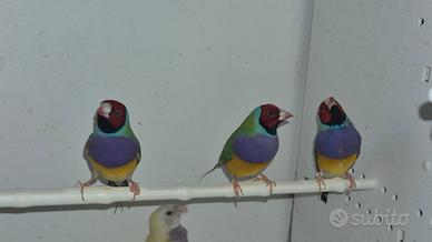 Diamanti Gould maschi