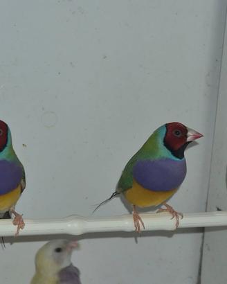 Diamanti Gould maschi