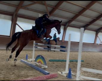 Cavallo Olandese