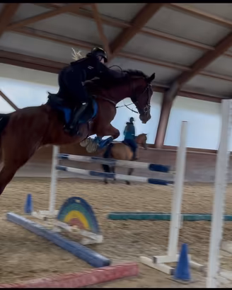 Cavallo Olandese