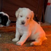Cuccioli incrocio spinone-pastore maremmano
