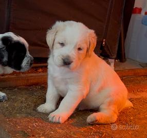 Cuccioli incrocio spinone-pastore maremmano