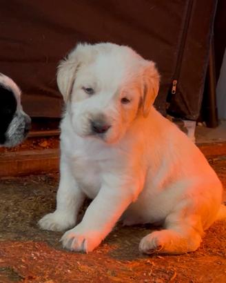 Cuccioli incrocio spinone-pastore maremmano