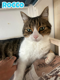 Gioia e Rocco mici di 8 anni