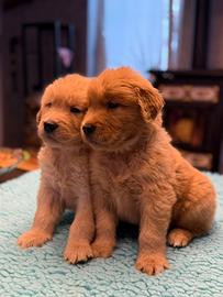 Golden Retriever 100% Americani