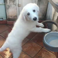 Cucciole di cane meticcio bianche