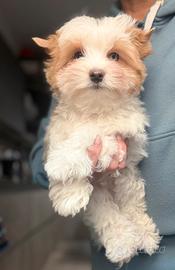 Yorkshire Biewer golddust