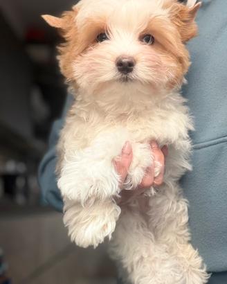 Yorkshire Biewer golddust