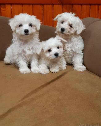 Piccoli di maltese