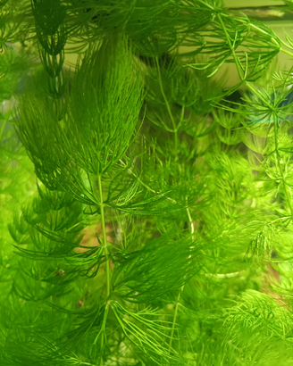 Potature e piante per acquario