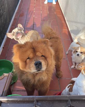 Chow