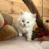 Ragdoll cucciola con pedigree