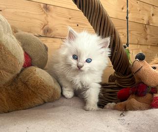 Ragdoll cucciola con pedigree
