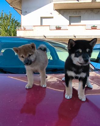 SHIBA Inu con pedigree ENCI