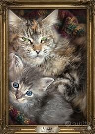 Maine Coon blu silver