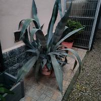 pianta agave americana 