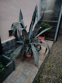 pianta agave americana 