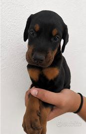 Dobermann
