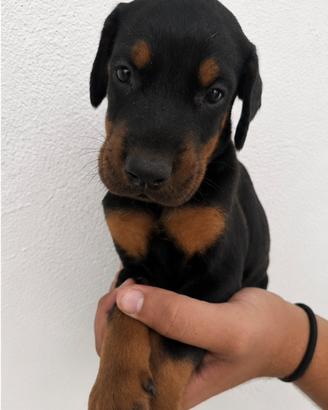 Dobermann