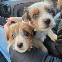 Cuccioli di Jack Russell terrier