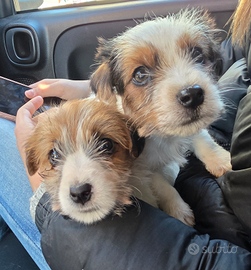 Cuccioli di Jack Russell terrier