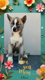 Husky pedigree