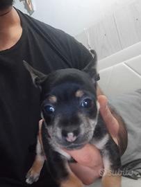 Cuccioli princery e chihuahua
