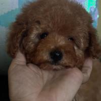 Barboncino Toy albicocca