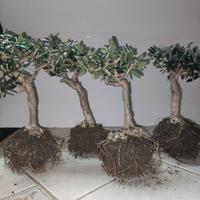 4 Ulivi prebonsai