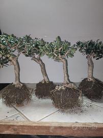 4 Ulivi prebonsai