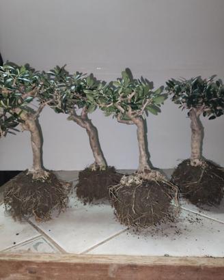 4 Ulivi prebonsai